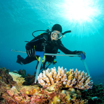 marine biologist measures bleached coral