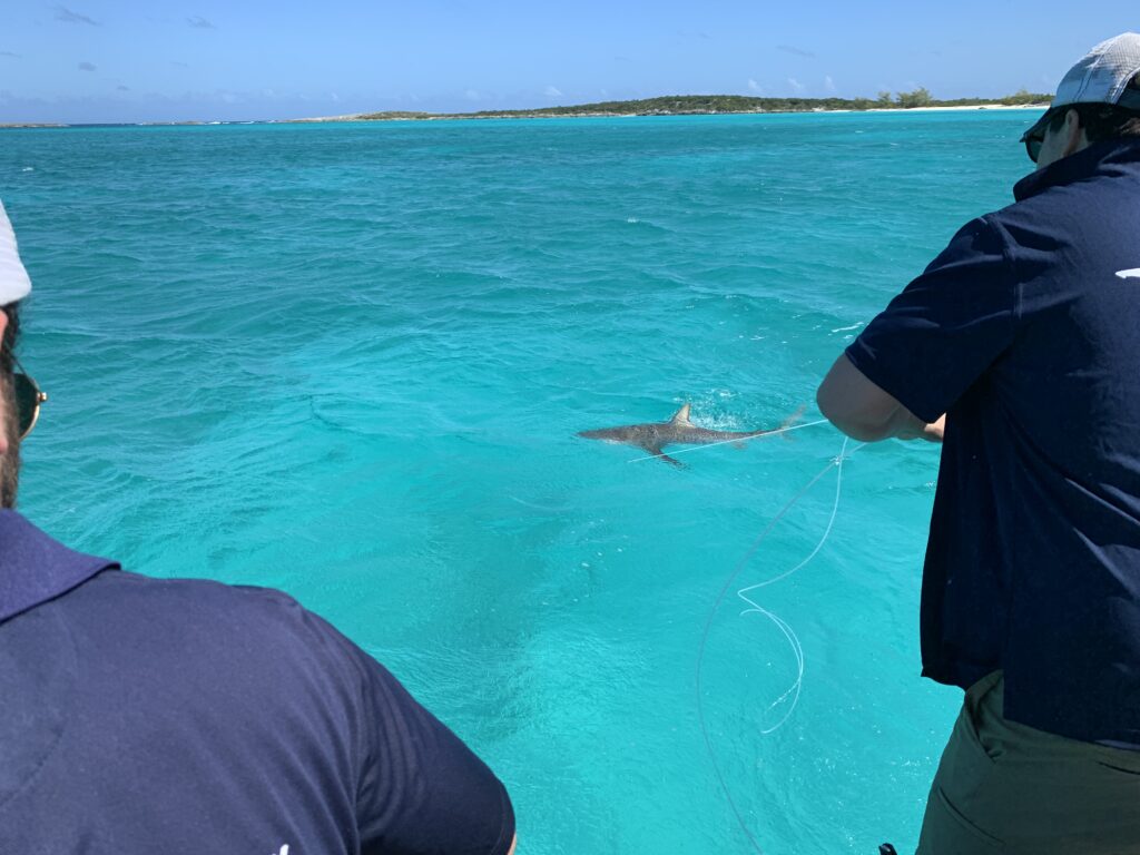 Interactive session hosted by Seas Your Dreams at Grand Isle Resort, teaching guests about tiger shark research and marine conservation efforts. Shark Tagging & Data Study.