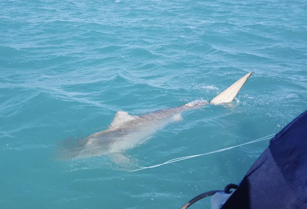 Tagged tiger shark in Exuma, Bahamas, equipped with devices to study movement, depth, and environmental patterns. Shark Tagging & Data Study