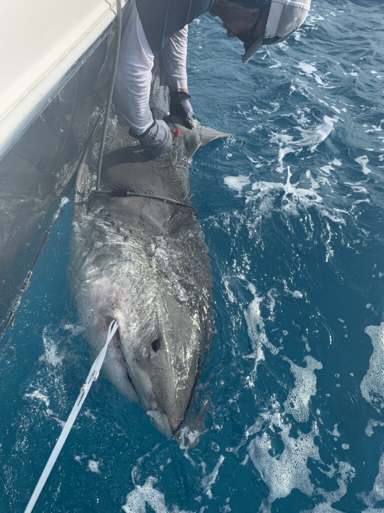 Shark Tagging expedition raises awareness for marine conservation and advocacy through education and media outreach.