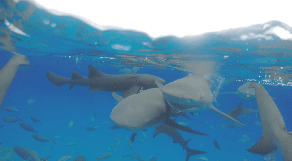 Diver observing apex predators, including lemon and nurse sharks, during an educational expedition at Tiger Beach, Bahamas.