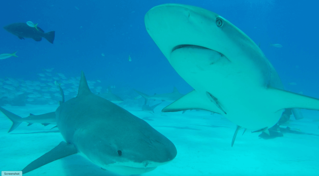 A tiger shark and a bull shark in their natural ocean habitat, emphasizing the importance of shark conservation within broader ocean conservation efforts.
