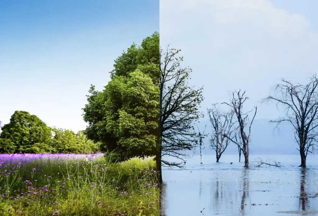 A split image showing a lush green landscape on one side and a flooded, barren landscape with dead trees on the other, illustrating the contrasting impacts of climate change and its connection to ocean acidification.