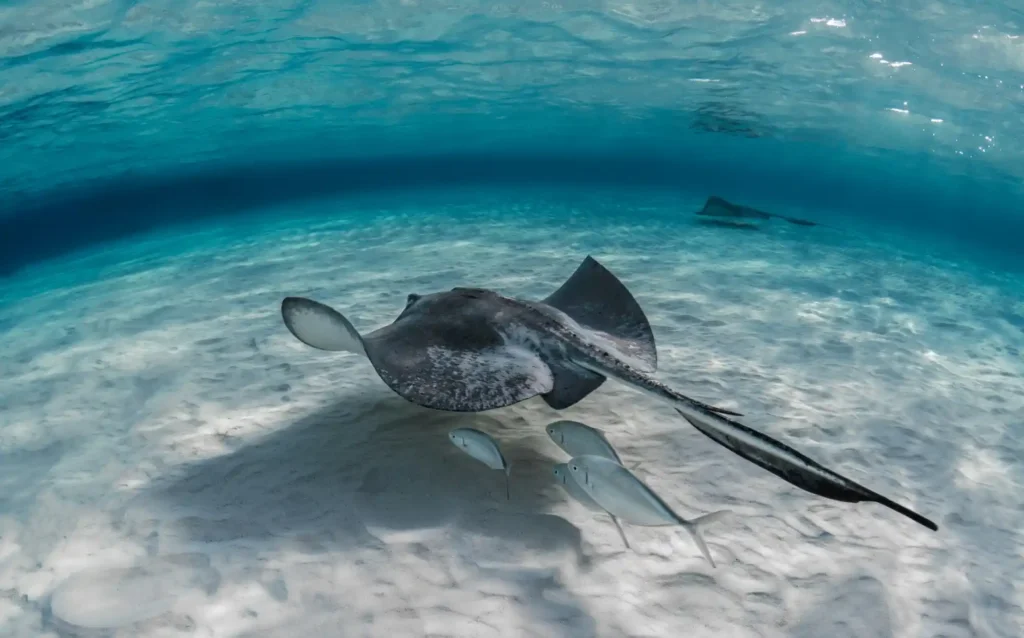A vibrant coral reef ecosystem teeming with various fish and marine life, highlighting the importance of Marine Protected Areas in preserving ocean biodiversity.