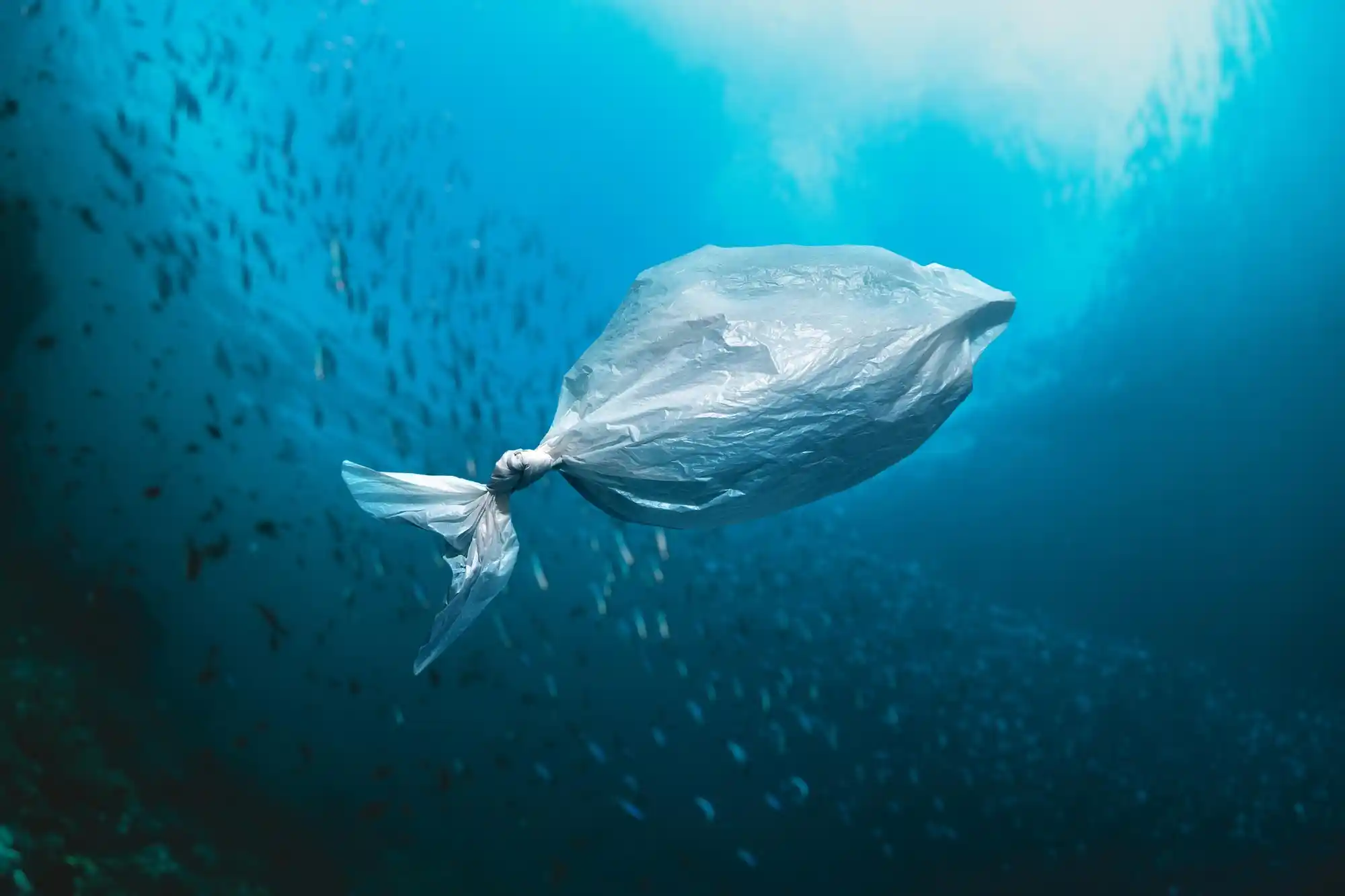 A clear plastic bag floating underwater amidst a school of small fish, visually representing the impact of pollution linked to climate change and exacerbating ocean acidification.