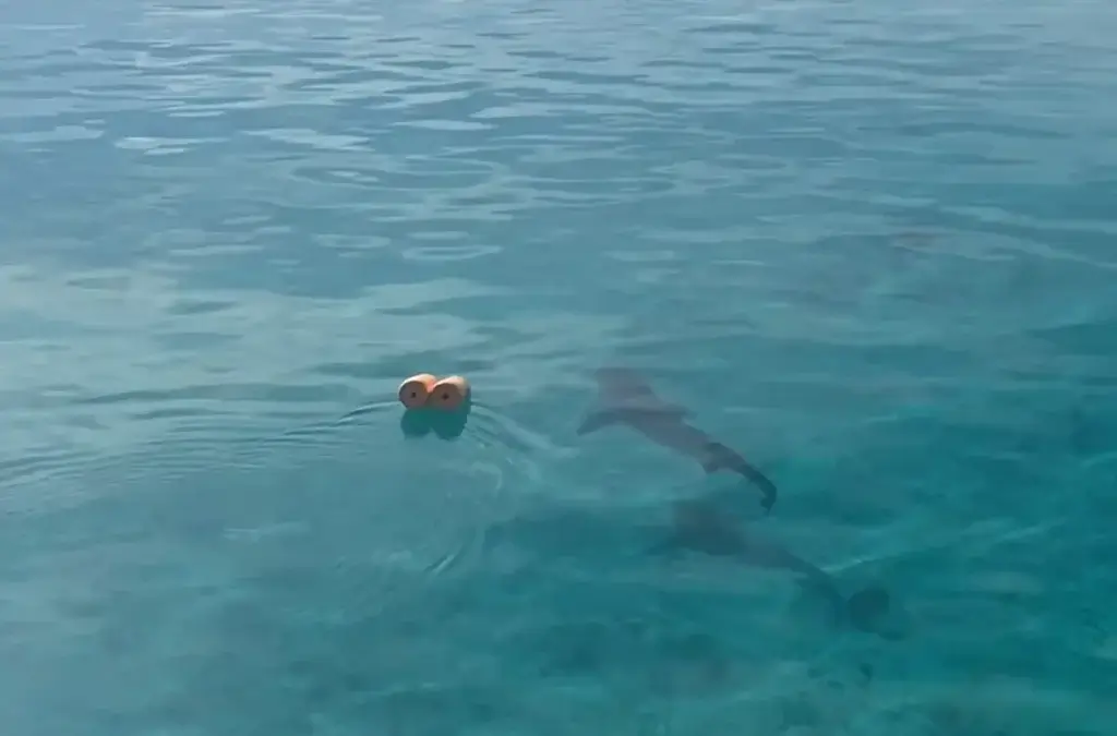 Snorkeler observes two sharks in shallow, clear water, highlighting the need for responsible interaction and ocean conservation.