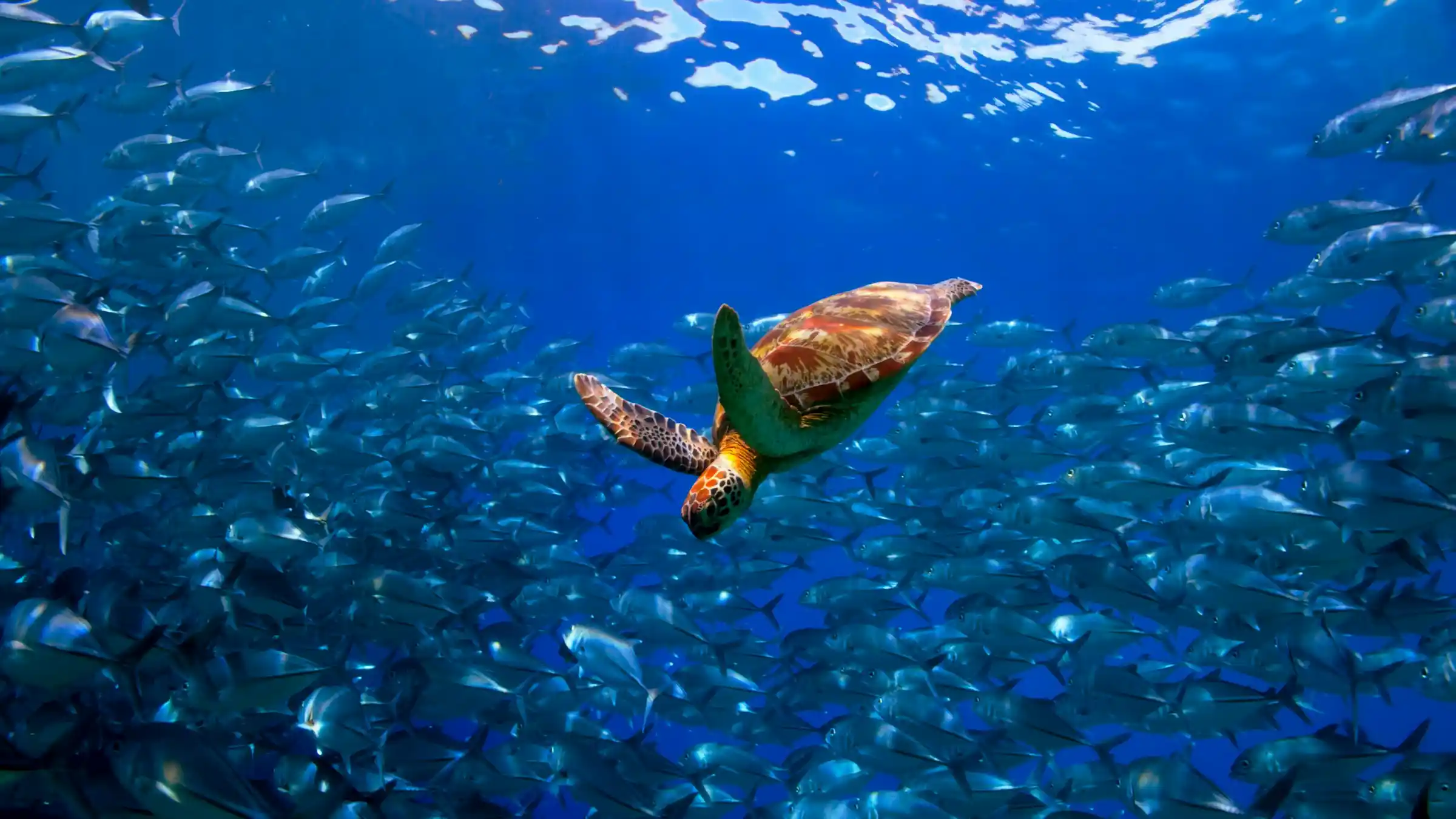 Everyday Habits That Can Help Save Our Oceans