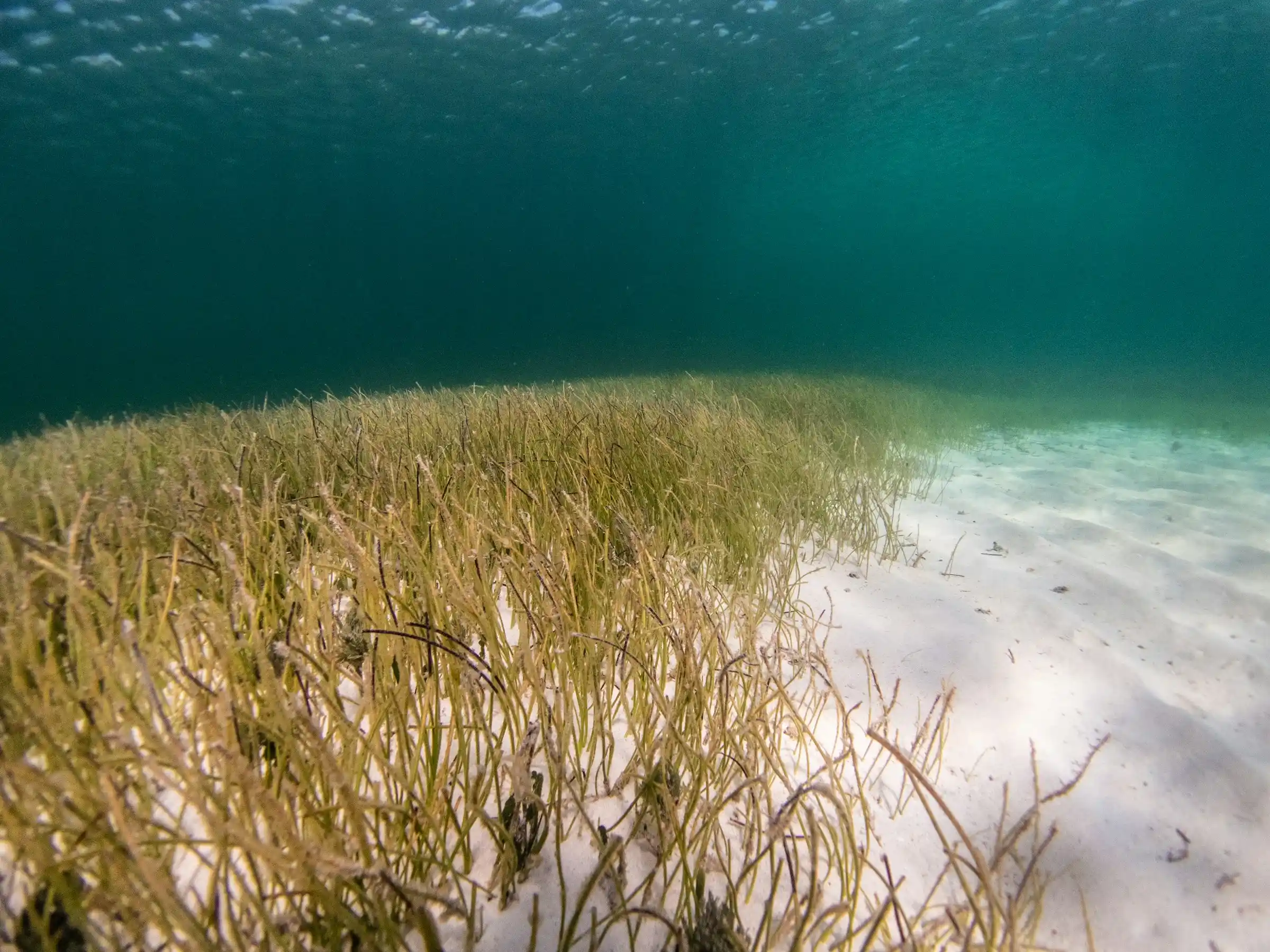 Seagrass Meadows The Unsung Heroes of Ocean Health