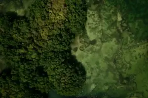 Mangroves Are Essential for Coastal Communities