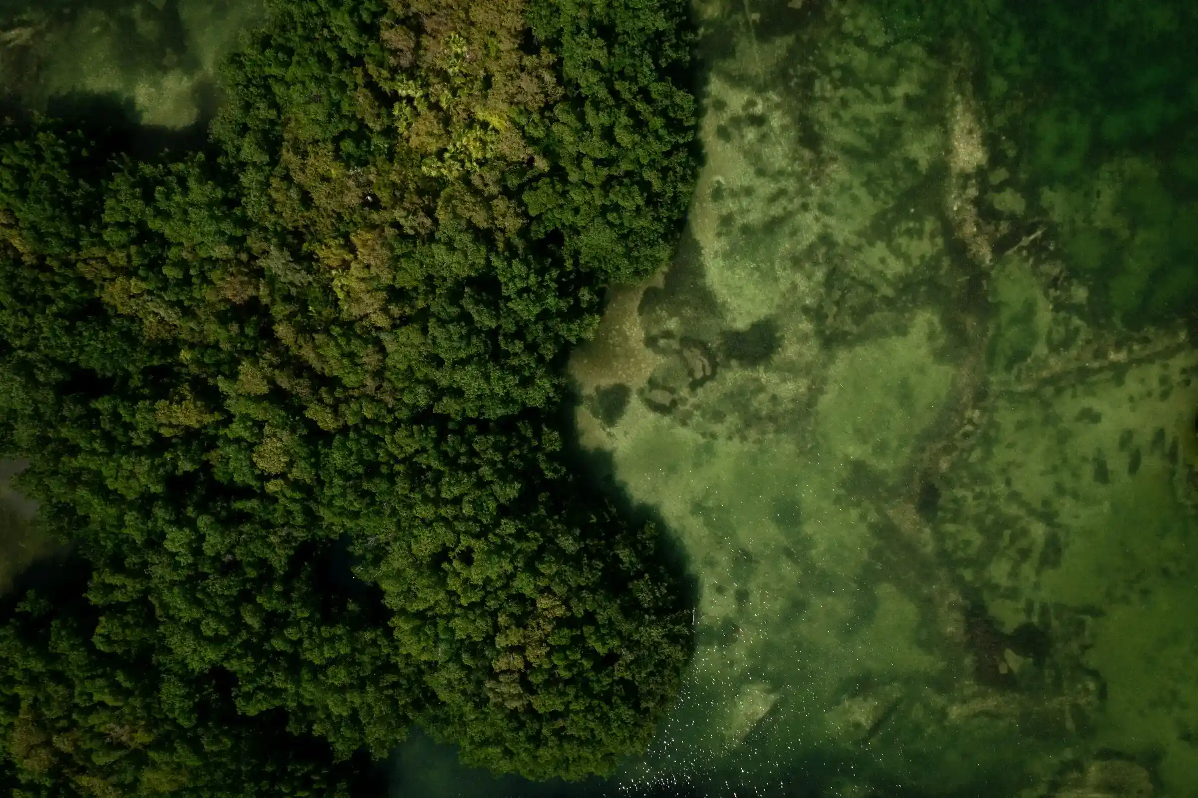 Mangroves Are Essential for Coastal Communities