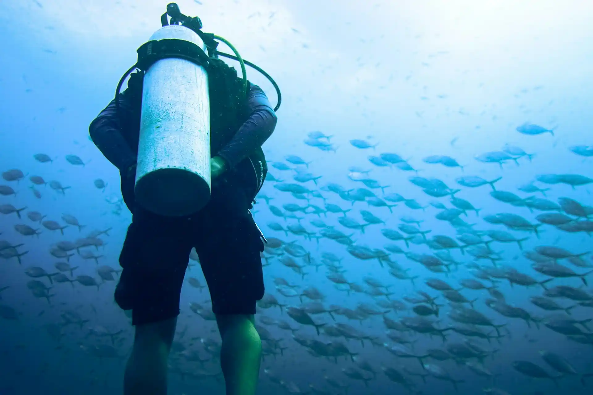 A diver observing a vast school of fish in the clear blue ocean, illustrating one way How Individuals Can Help Save the Ocean through responsible interaction.