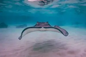 A graceful stingray glides over a sandy ocean floor in clear water, with other rays in the background, representing the marine life studied by methods like underwater gliders help in ocean research.