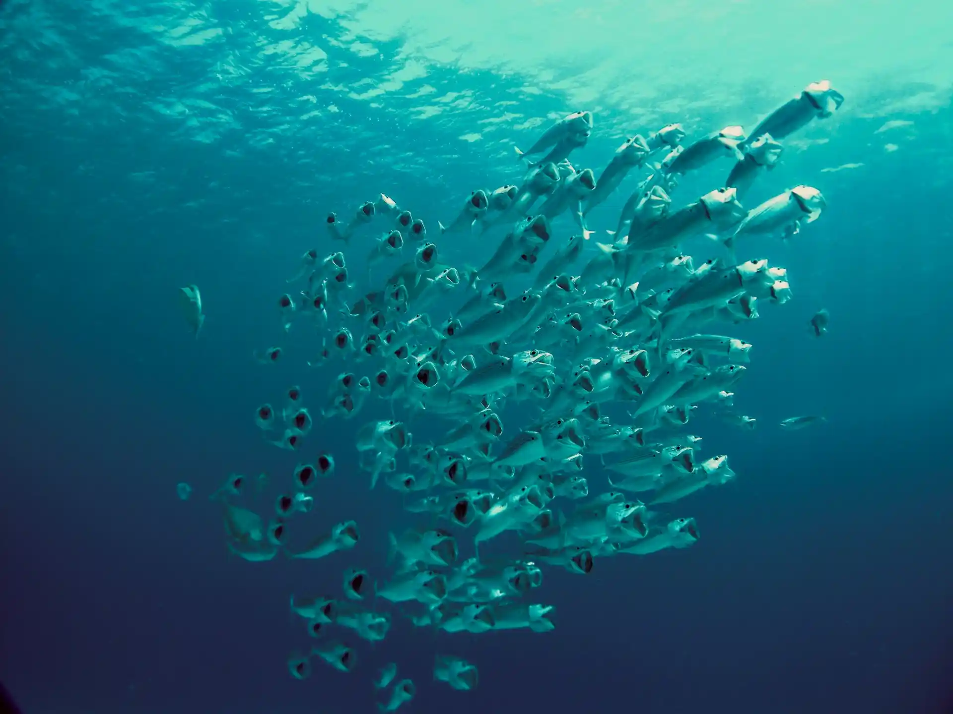 A dense school of fish swimming in clear blue ocean water, representing the thriving marine life that highlights the Benefits of Healthy Oceans for Human Well-being.