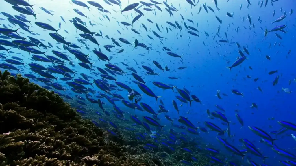 A large school of fish swimming above a coral reef in clear blue ocean water, representing the marine life that the Ocean Research and Conservation Association aims to protect.