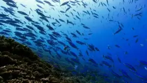 A large school of fish swimming above a coral reef in clear blue ocean water, representing the marine life that the Ocean Research and Conservation Association aims to protect.