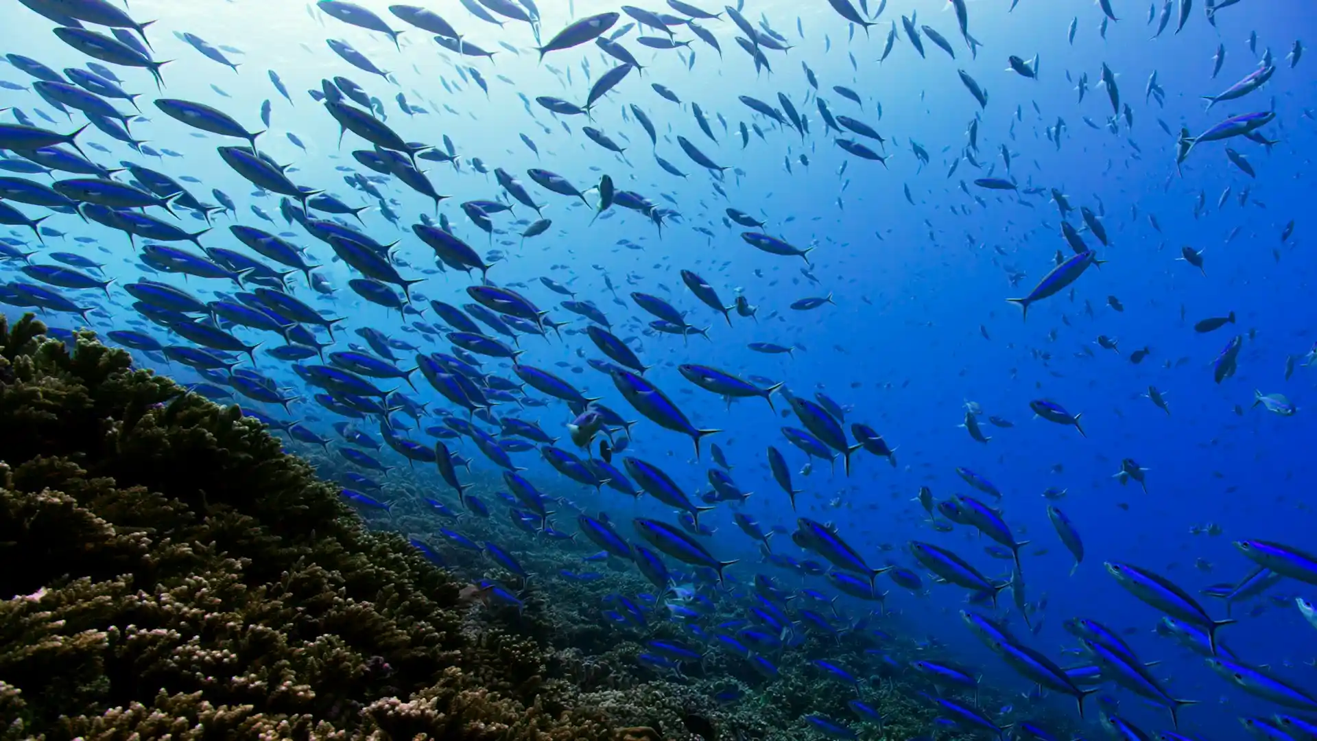 A large school of fish swimming above a coral reef in clear blue ocean water, representing the marine life that the Ocean Research and Conservation Association aims to protect.