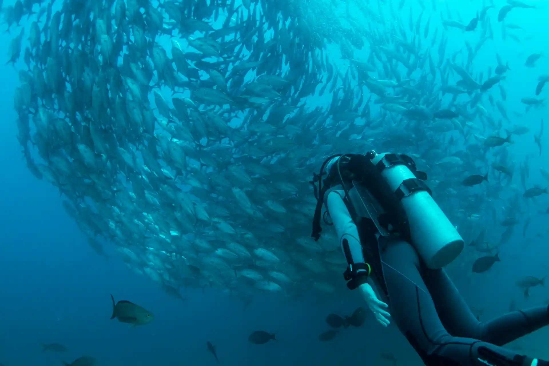 A diver observing a massive school of fish in the deep blue ocean, a sight that innovative technologies in ocean conservation help monitor and protect.