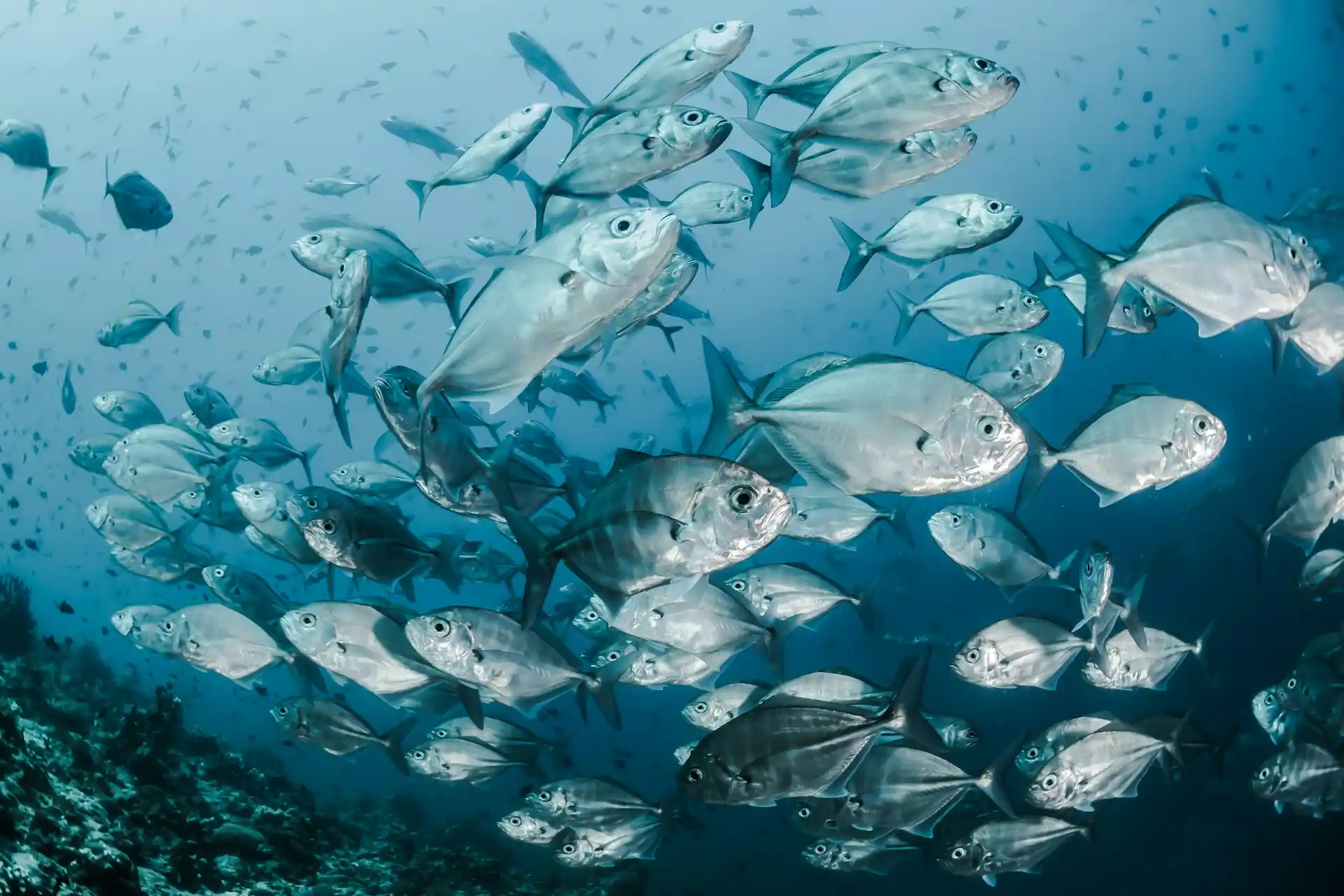 A dense school of large silver fish swimming over a coral reef, representing the vibrant marine ecosystems at the heart of both the Blue Economy and Ocean Conservation.