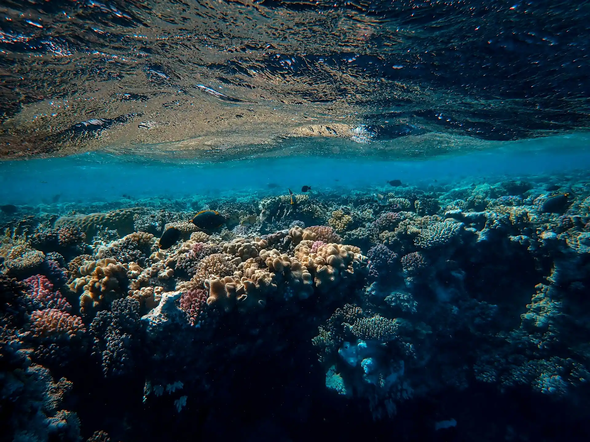 Ocean Acidification Effects on Marine Life: Why It Matters and What We Can Do