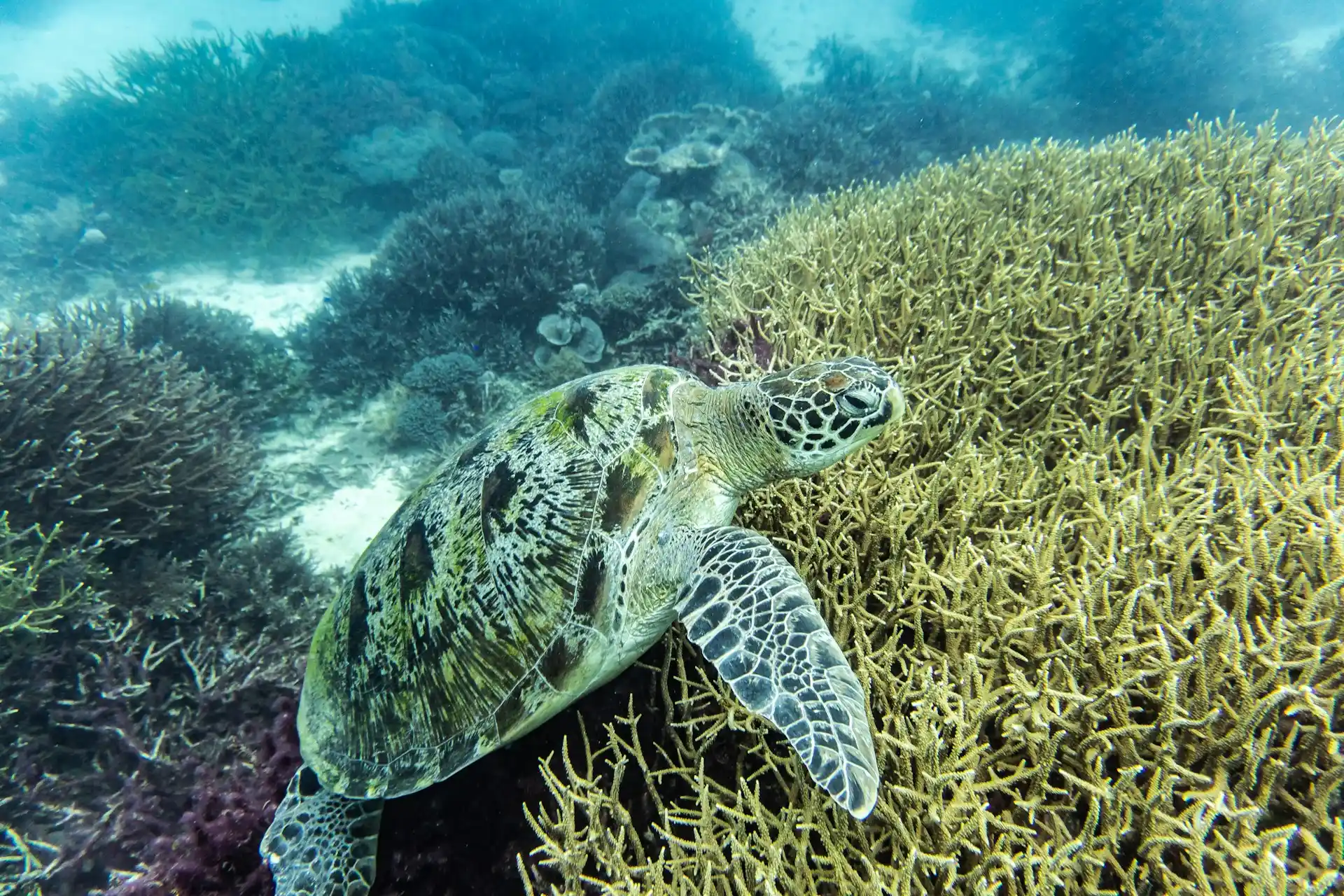 A green sea turtle swimming over a vibrant coral reef, symbolizing the importance of the Preservation of Endangered Marine Species.