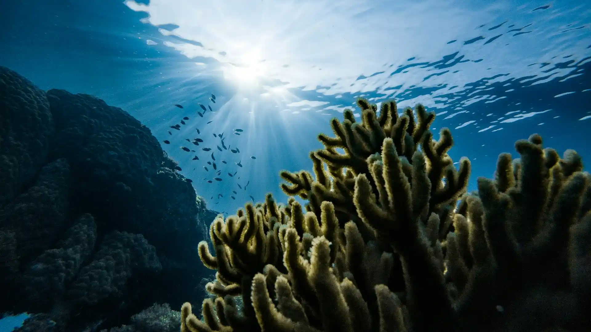 Sunlight streaming down on a thriving coral reef and small fish, highlighting the impact of effective Ocean Conservation Strategies.