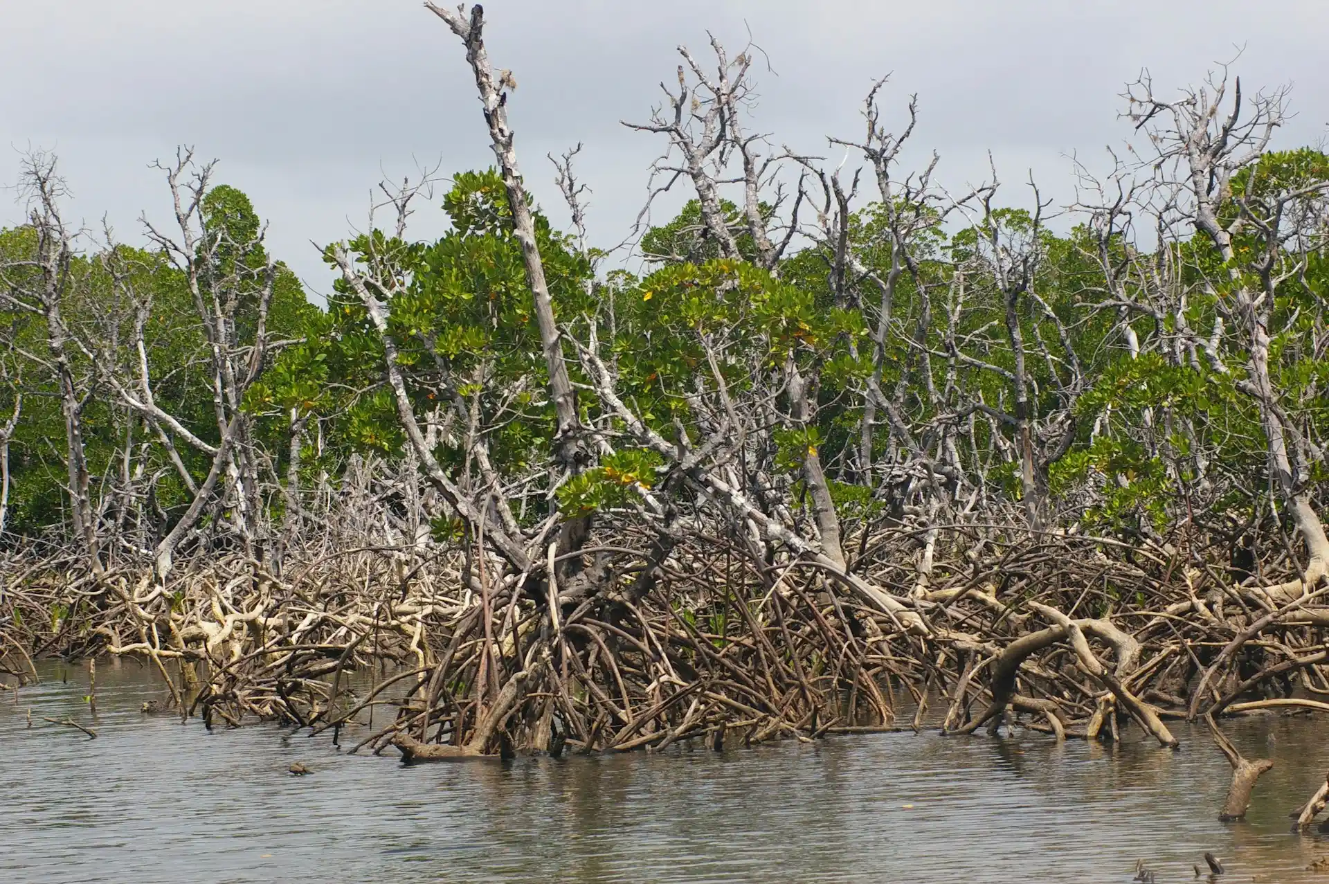 A dense, tangled mangrove forest with gnarled roots and branches, highlighting the Importance of Mangrove Forests for Ocean Health.