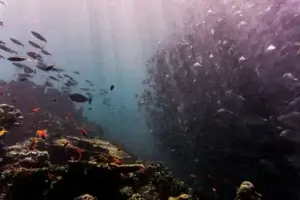 A massive school of fish swimming in unison near a coral reef, representing the ocean ecosystems that are protected by Ocean Conservation Laws and Policies.