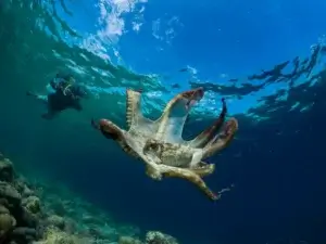 Learn why we should be putting more funding towards ocean research. Explore its role in climate change, biodiversity, food security, and sustainable development.
