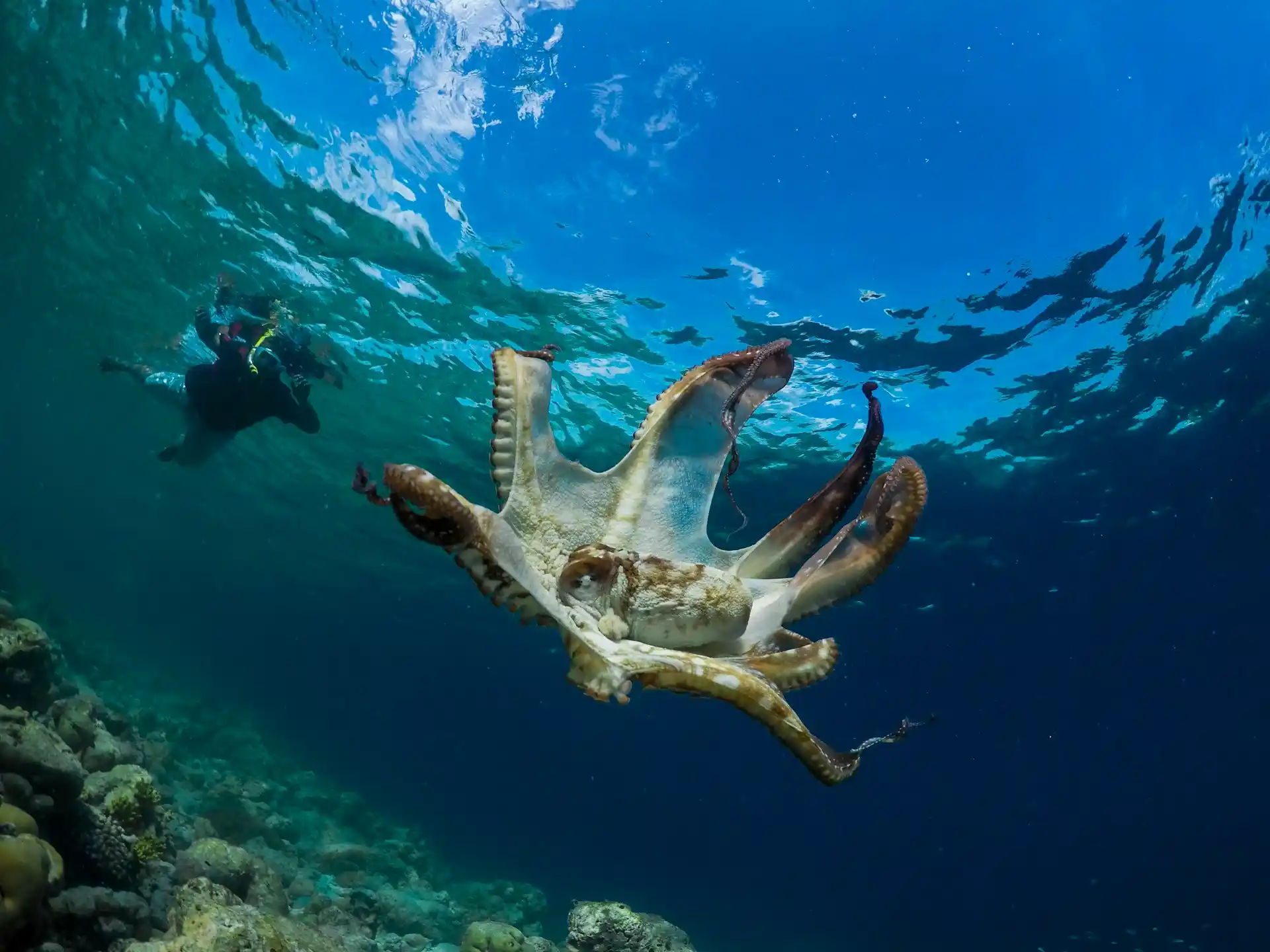 Learn why we should be putting more funding towards ocean research. Explore its role in climate change, biodiversity, food security, and sustainable development.