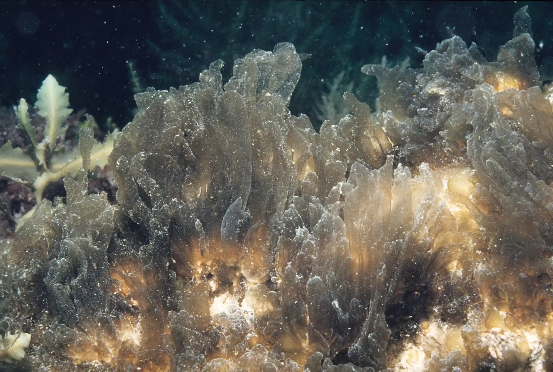 Discover why we should research deep ocean hydrothermal vents, their role in biodiversity, climate science, and biotechnology. Learn about benefits, challenges, and future research.