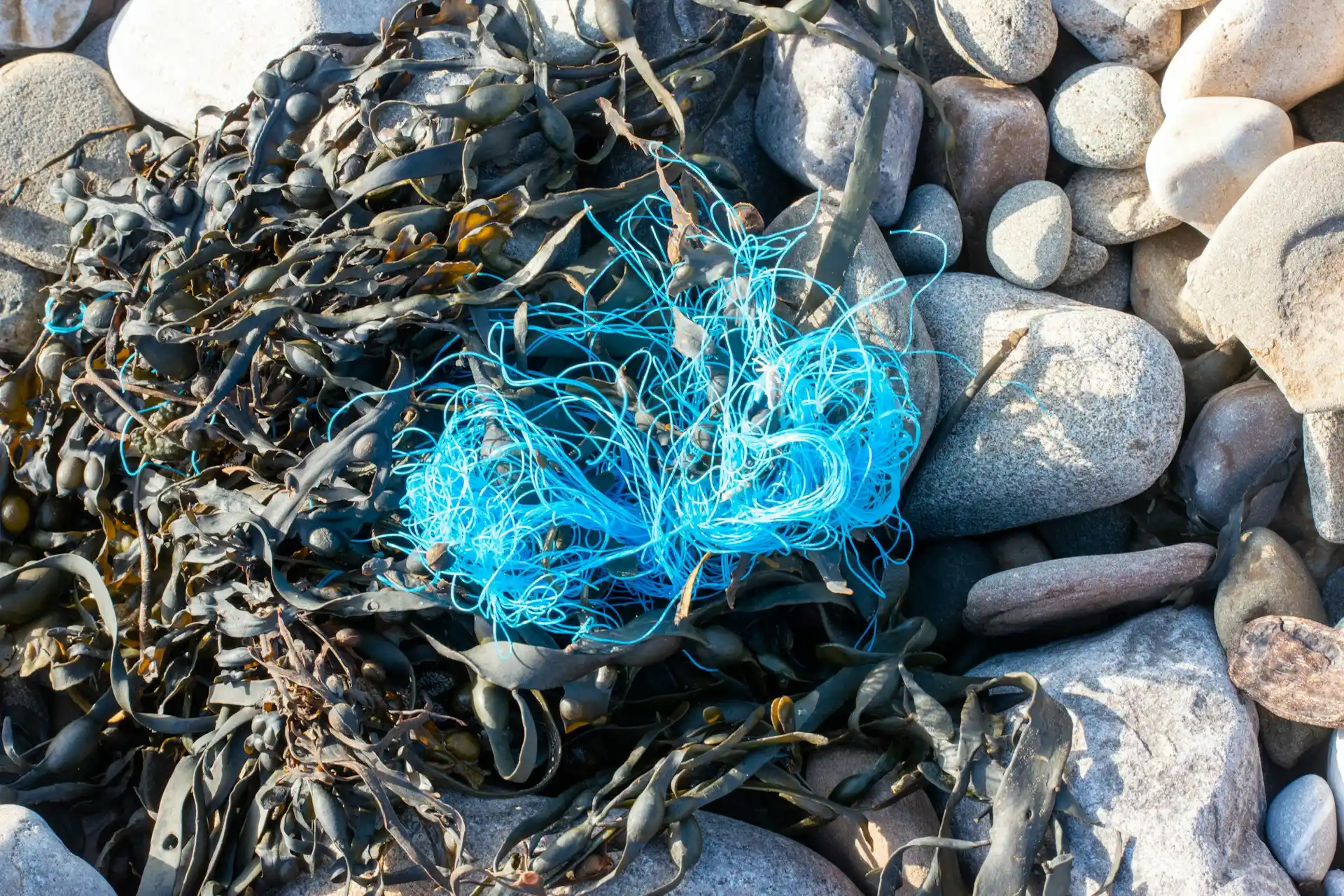 Learn what trash in the ocean research means, its causes, effects on marine life, and global solutions. Discover how scientists study trash in the ocean.