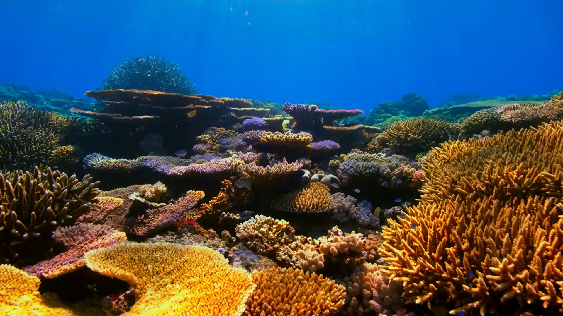 Explore how coral reef degradation threatens marine biodiversity and coastal communities — and why urgent ocean conservation is vital for our planet’s future.