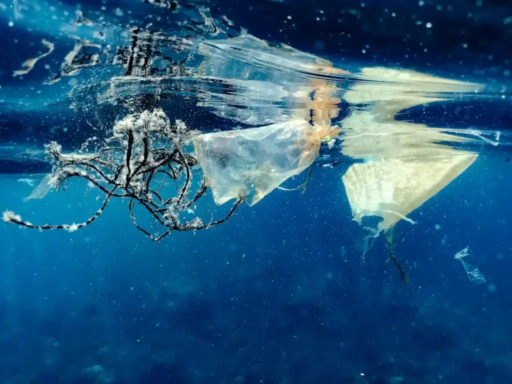 Discover the biggest threats to ocean conservation, from plastic pollution to overfishing, and how we can take action to protect marine life in 2025.