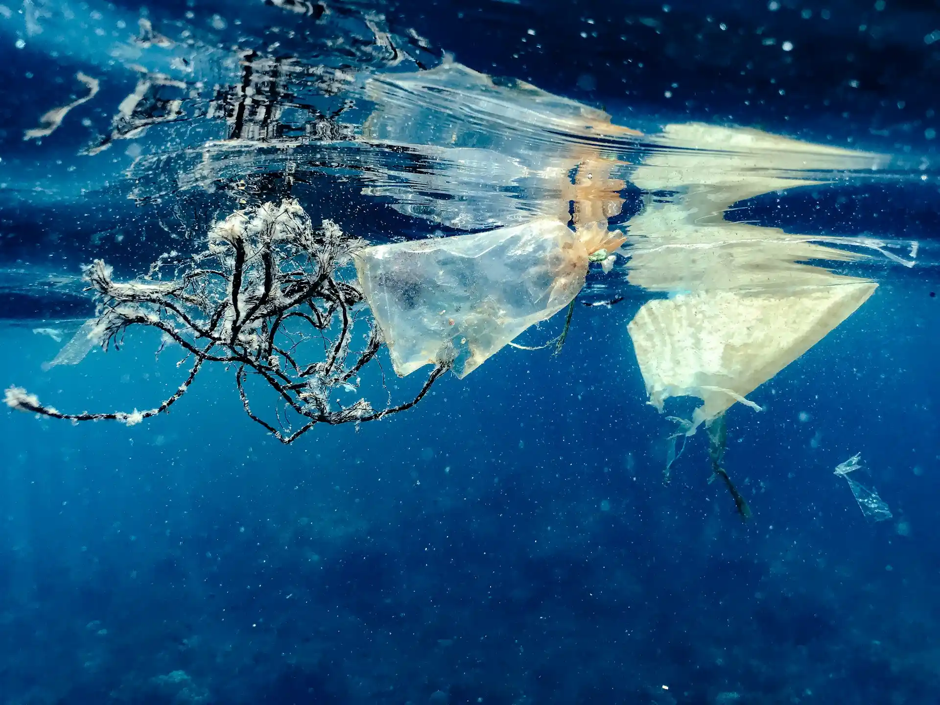 Discover the biggest threats to ocean conservation, from plastic pollution to overfishing, and how we can take action to protect marine life in 2025.