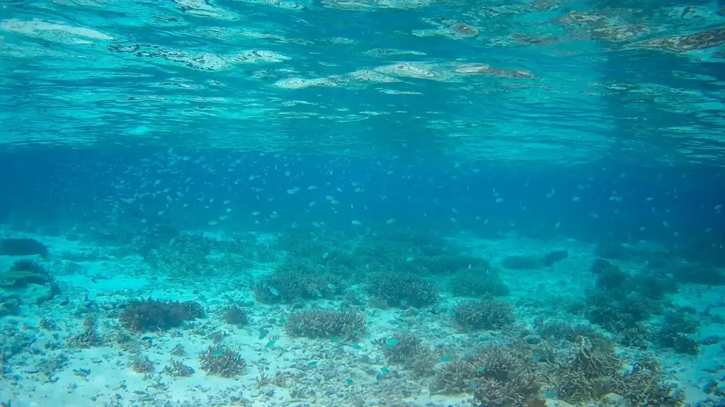 Discover the transformative Ocean Healing Powers — how the sea’s sight, sound, and scent influence your body and mind for better well-being and emotional balance.