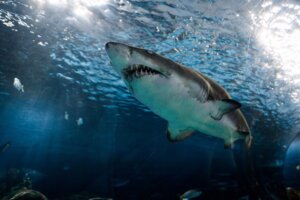 Cutting-edge shark research and conservation reveal how scientists track movements, protect vulnerable species, and support healthy ocean ecosystems.