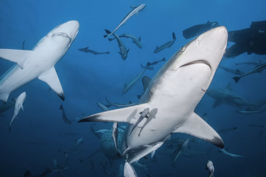 Ocean science education powered by VR, AI, and marine STEM is transforming how youth understand shark conservation and the vital role sharks play in ocean health.