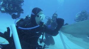 Why the Future of Ocean Conservation Belongs to Everyday People