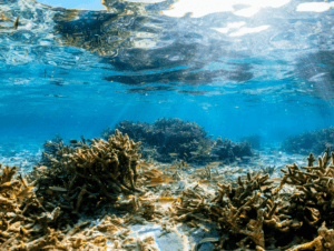 protect our oceans